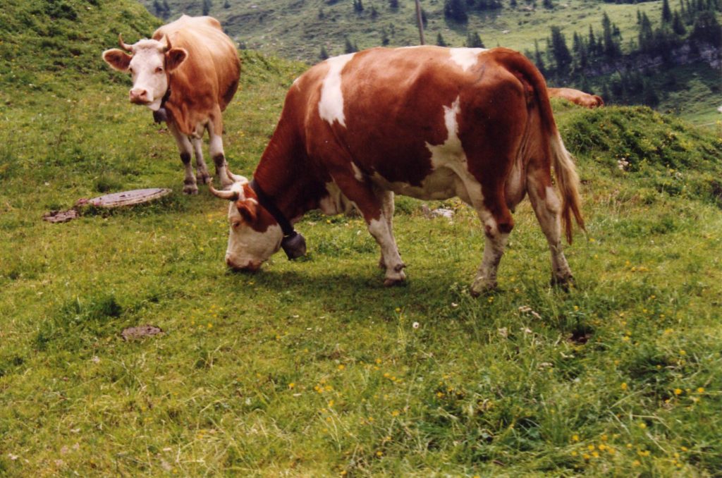 A brown and white cow standing on top of a lush green field

Description automatically generated